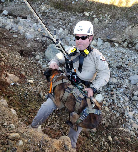 Explosive-sniffing canines