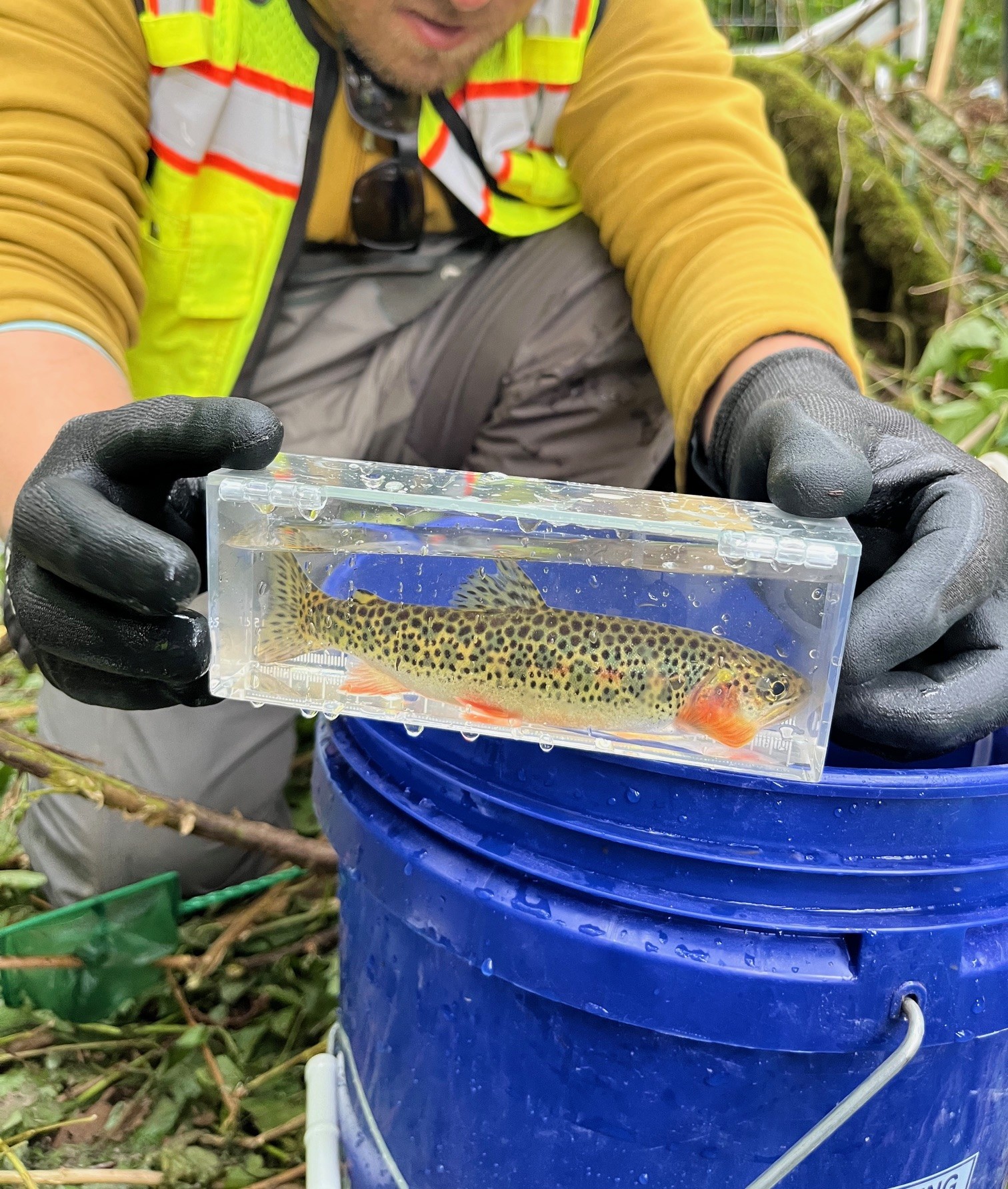 Fish Returned to Stream