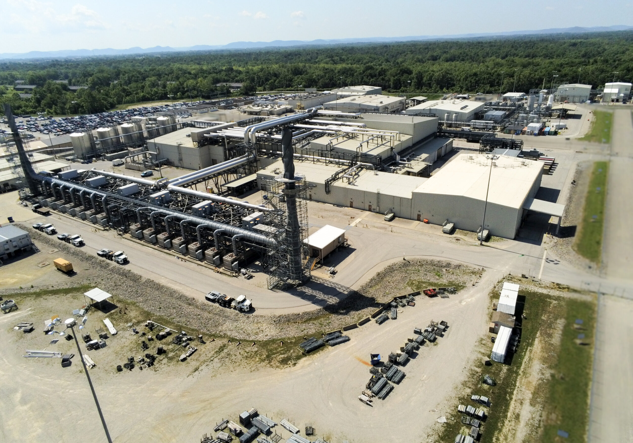 Main Blue Grass Plant